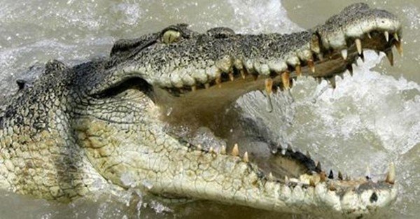 کروکودیل مرد را جلوی چشم خانواده اش خورد کروکودیل مرد را جلوی چشم خانواده اش خورد