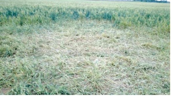 راز مرگ پسرک در حمله گرگ گرسنه