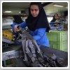 آمار تکان‌دهنده: ۱۴ هزار واحد صنعتی در ایران تعطیل شده است.