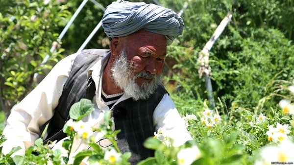 دیدار با دلدادگان بامیانی؛ شادند اما آزاد نیستند