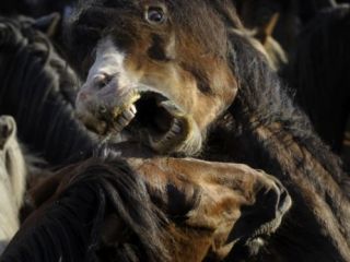 جانوران با گذر‌ نسل‌ها «درشت‌تر» می‌شوند