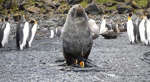 تجاوز جنسی شیرهای دریایی به پنگوئن‌ها!