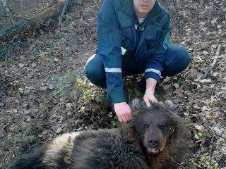 خرس‌ یک زن را خورد دیگری را دفن کرد