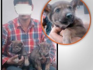 سرنوشت تلخ ۵ توله گرگ زیبا در لانه زیر زمینی