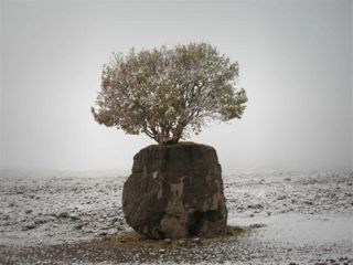 عجیب ترین درخت ایران