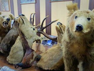 بازداشت شکارچی ایرانی به اتهام کشتن دو توله خرس و سه گوزن