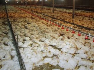 مرگ ناگهانی و مبهم ۱۲۰ هزار مرغ طی یک روز در تاکستان و قزوین