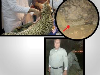 حمله پلنگ زخمی به ۲ محیط‌بان