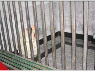 همسر صیغه‌ای، دامی برای کلاهبرداری از مرد ثروتمند