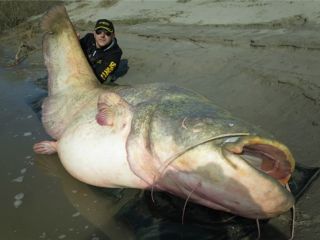 صید ماهی۱۲۷کیلویی از رودخانه - عکس