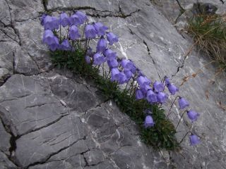 طبیعت هرگز تسلیم نمیشود - عکس