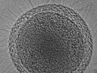 ردیابی و ثبت کوچکترین موجود زنده در جهان