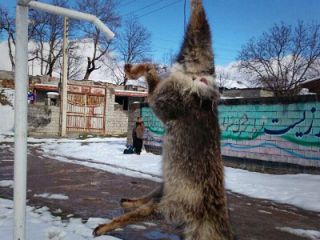 یک تصویر دردناک و یک دنیا حرف!