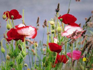 فال روز سه شنبه ۱۷ مارچ - ۲۶ اسفند