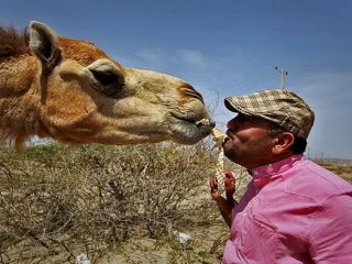 از آرزوی ازدواج تا مرگ اسب یک ترکمن.