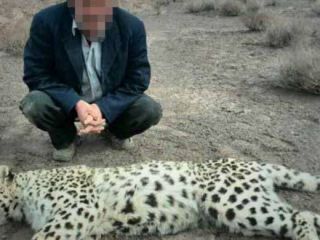 مرگ دو پلنگ ایرانی طی ده روز نخست سال نو