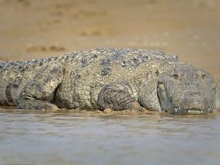 ۶۰۰ ثانیه نبرد نفسگیر مادر فداکار با تمساح ۴ متری