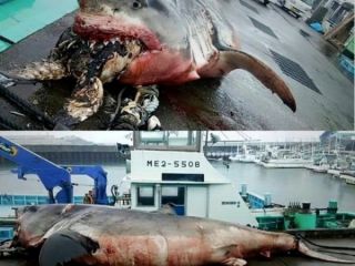 عاقبت برداشتن لقمه بزرگتر از دهان!