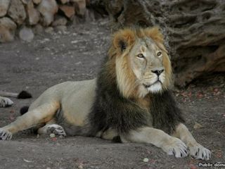 شیرایرانی پس از ۱۲۰ سال به زادگاهش باز می گردد