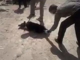 جزئیات سگ کشی با اسید در شیراز