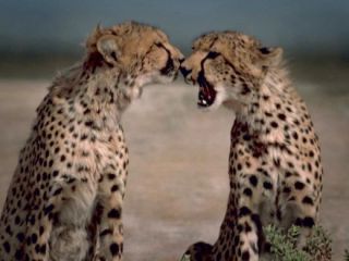 دلبر حامله شد و کوشکی پدر/وصلت یوزپلنگ‌های نادر ایرانی نتیجه داد