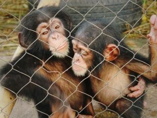 دو میمون در آمریکا به دادگاه فراخوانده شدند