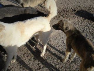 «سالانه هفت هزار سگ در مشهد کشته می‌شود»