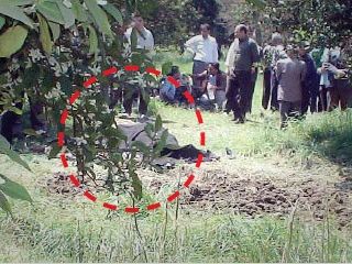 رازگشایی از جنایت زیر درخت پرتقال