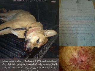 مامور پاسگاه کوهسار با اسلحه به سر «بابی» شلیک کرد/سگ ۷ساله مقابل صاحبش جان داد