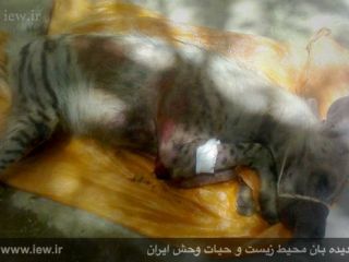 شکنجه بیرحمانه یک کفتار در رامهرمز