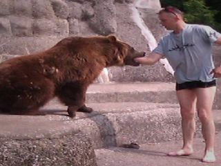 نجات معجزه‌آسای مردی که قصد داشت خرس باغ‌وحش را نوازش کند