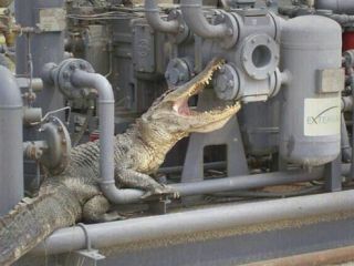 تمساحی که تاسیسات عسلویه را خورد!