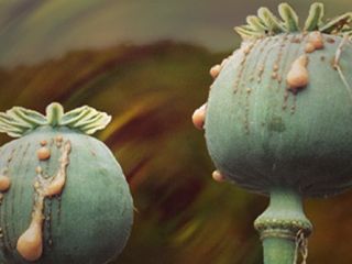 حکم حبس ابد برای مدیر شبکه زیرزمینی راه ابریشم