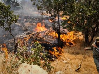 آتش سوزی به «۱۰۰ هکتار» از جنگل‌های استان ایلام خسارت وارد کرد