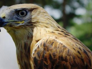 گشتی در بزرگترین باغ پرندگان ایران.