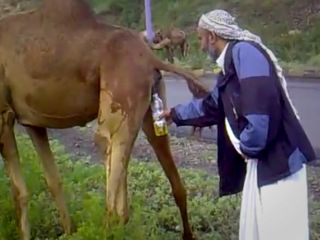 توصیه سازمان بهداشت جهانی به سعودی ها: ادرار شتر ننوشید !