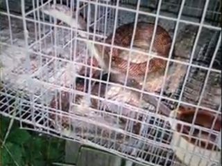 انتقام عجیب مرد جوان از یک مار