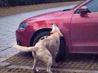 انتقام جالب سگ از مرد چینی