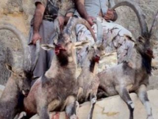 بازداشت اعضای یک «باند کشتار حیات وحش» در جنوب ایران