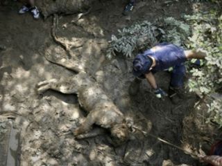 ببر فراری از باغ وحش یک نفر را در میدان مرکزی تفلیس کشت