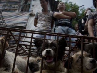 زن چینی ۱۰۰ سگ را از خورده شدن در مراسم سالیانه نجات داد