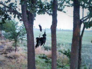 قاتل کلاغ های همدان محاکمه شد