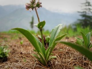 آشنایی با خواص بی‌نظیر سنبل هندی