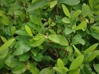 پاپ در حین سفر به بولیوی، 'درخواست جویدن برگ کوکا کرده است'