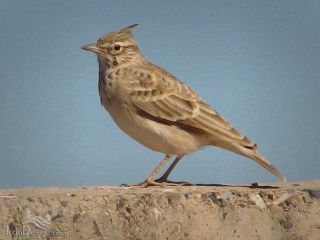 صیاد محکوم به نگه‎داری از جوجه چکاوک‌ها شد