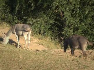 مخالفت تاجیکستان با احداث کشتارگاه الاغ توسط چینی ها