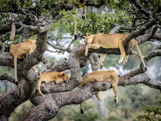 وقتی دسته شیرها از دست حشرات به بالای درخت فرار می‌کنند - عکس