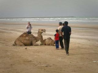 قربانی کردن دو شتر برای دفع بلا از جوانان گناوه ای