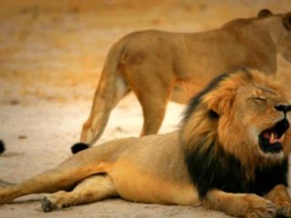 دندانپزشک آمریکایی مشهورترین شیر زیمبابوه را 'زجرکش کرد'