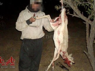 شکارچی بی رحم ۱۱ ماده آهو بازداشت شد